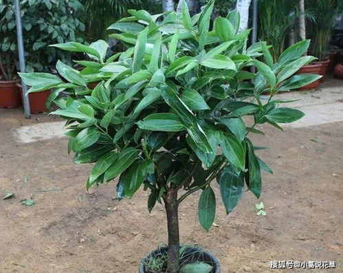 高清平安树图片，枝繁叶茂