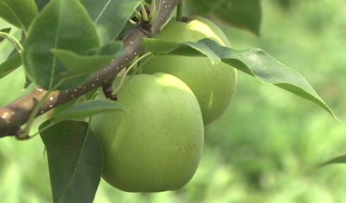 茶花怎样养殖和养护才能保证其健康生长