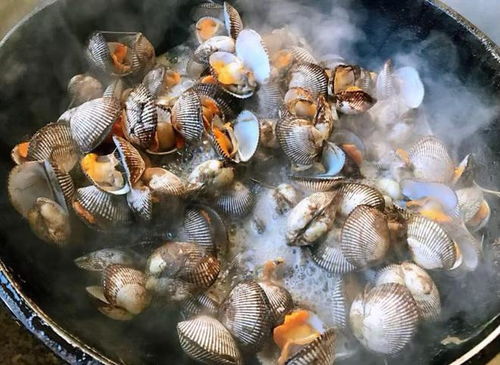 毛蚶是一种生活在沿海泥沙中的贝类