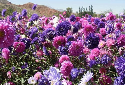 菊花颜色有几种？这5种颜色