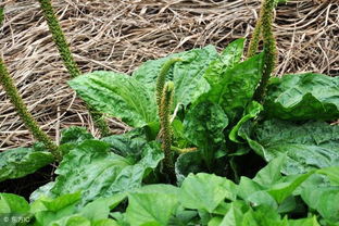 7-9月是黄金窗口期， 但也要堪地域哦