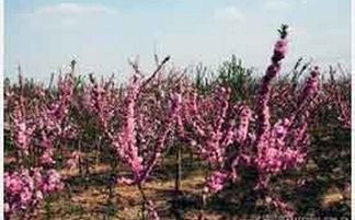 全国蕞大苗木交易市场， 助力全国绿化事业繁荣发展