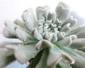 特玉莲养护要点是什么？如何让多肉植物更健康