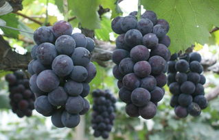 选择合适的喷洒时间