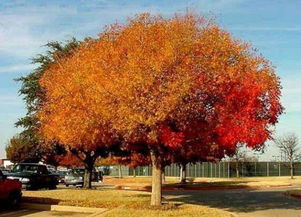 银杏树：秋日里的金色小扇子