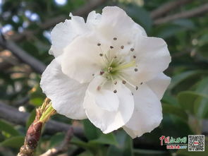 梨树9月份开花，这是为何