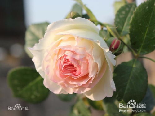 玫瑰的详细介绍