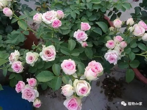 月季花开得最好的时间是每年的5月至10月