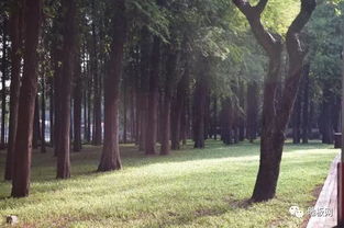 树木顺口溜里的神秘魅力