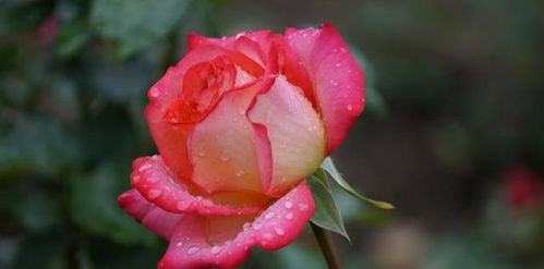 不修剪或修剪不及时 月季也生气