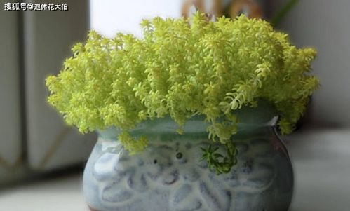 盆栽肥料下太多怎么办？如何避免植物受损