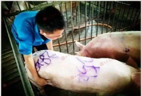 丹麦人工授精五步刺激法，第一步是什么