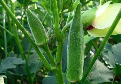 秋葵的种植时机