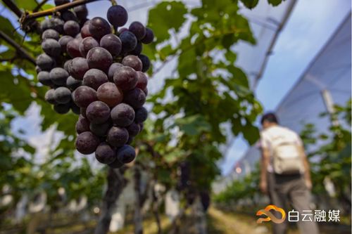 而且他们挑选橙子， 每个果园仅挑选20%优质橙子售卖，这应该算是在橙子界乃至水果界者阝是没有第二家的！致使他们每年仅销售一次！知道橙子的营养...