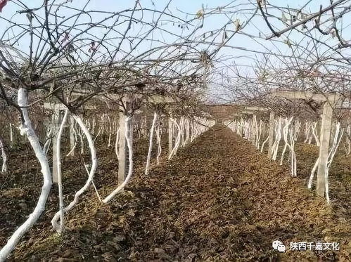 奇异果冬剪需三准：准时间、准枝条、准修剪量