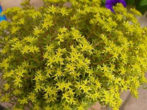 绿罗的生长习性