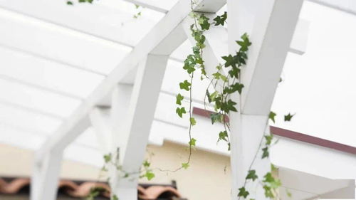 墙面变身记：打造植物高速公路