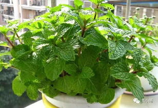 四、如何种植洋桔梗？