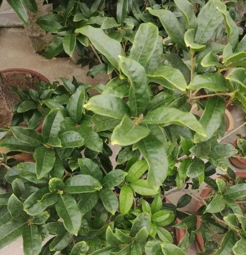 常见肥料介绍与选择