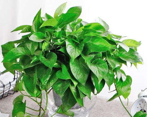 水培植物肥料的选择，你了解多少？