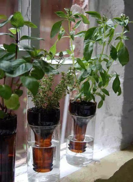 水培花盆养鱼：鱼与植物共生的奇妙之旅