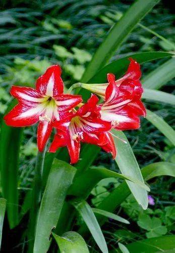 花卉公司的名字，吉祥又好记，快来听听我的建议！