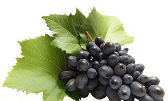 合理使用葡萄吡虫啉