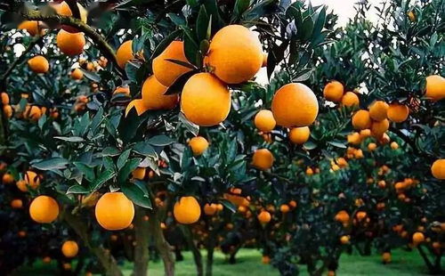 促花保果：蜜柚生长的关键