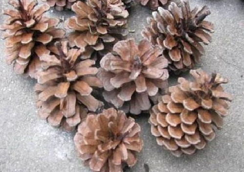 松树皮养兰花，天然护兰神器！