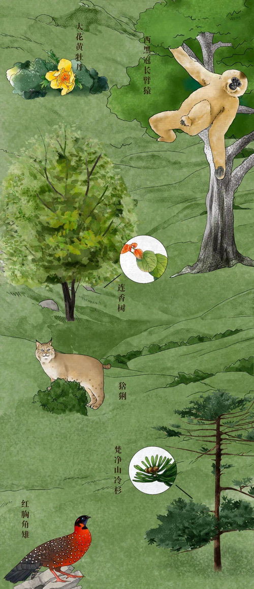 珍稀动植物有哪些？这篇文章将为你一一揭晓