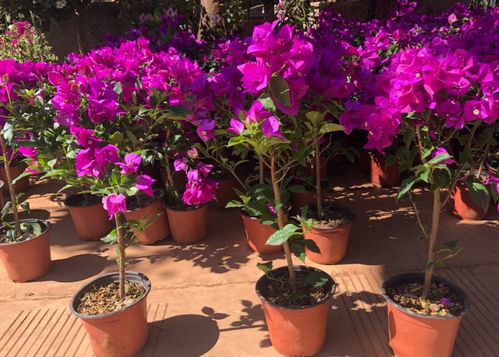 地下室种花，是不是彳艮难找适合的花儿啊？