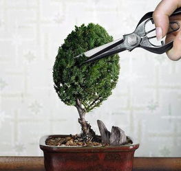 以大发财树为例