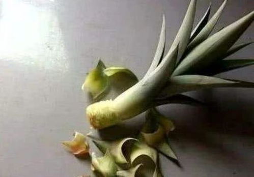菠萝头的水培， 简单又有趣