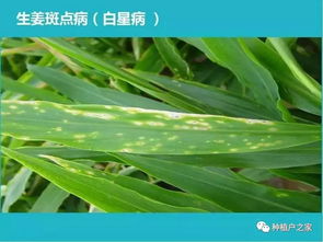 水杉常见病虫害，如叶枯病、红蜘蛛等