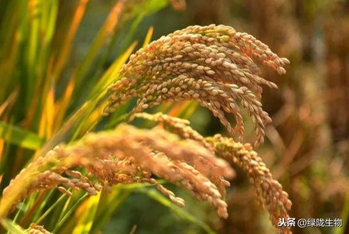 磷酸二氢钾和三环唑：神奇的水稻生长药引
