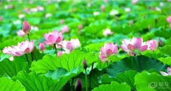 白莲花：心灵解脱的象征，探索内心的自由之旅