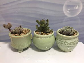 紫砂盆透气保水，园艺种植首选