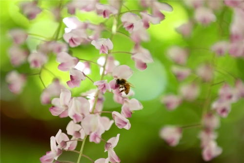 紫藤花界的颜值担当
