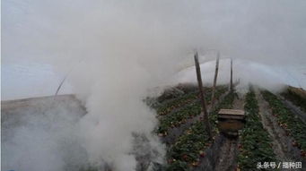 烟雾缭绕的秘密成分