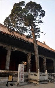 桧字为何多一竖