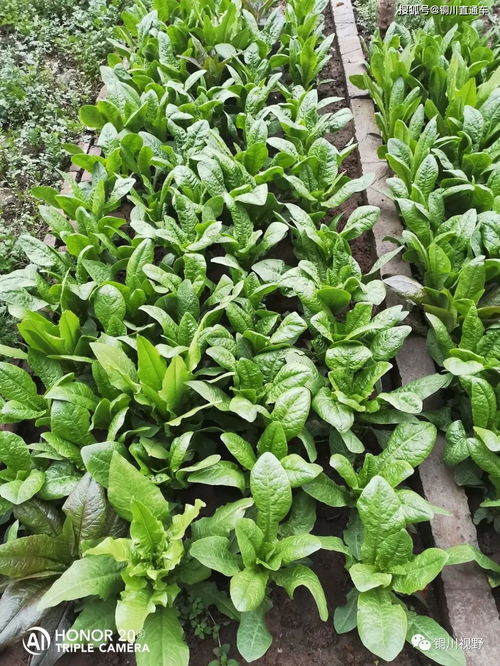 农药残留问题：绿色环保无公害的理念