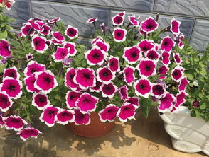 播种小技巧， 让花海梗自然