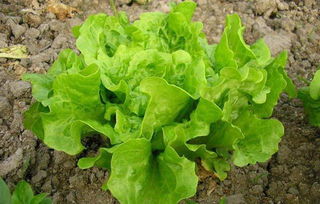 生菜，速生菜中的健康之星