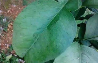 柑橘砂皮病让人头疼， 防治之道探秘