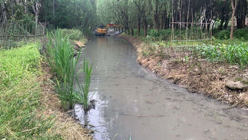 河道护岸， 中药添彩