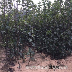 种植环月季，病虫害防治大揭秘！