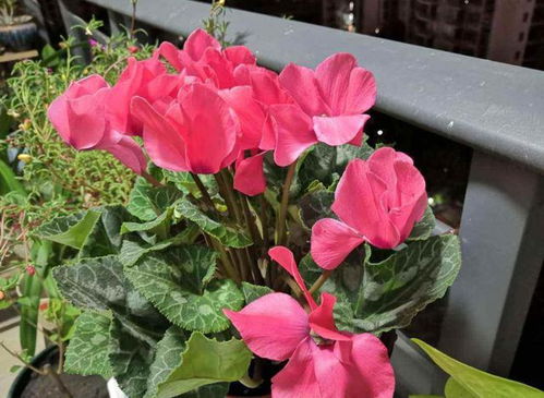 仙客来花，寓意着欢迎与好运