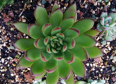 种植多肉， 标准程序hen重要