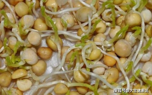 豆芽菜，源于大豆、绿豆等种子发芽