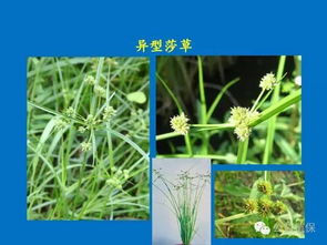 水稻田杂草防治的关键成分探讨